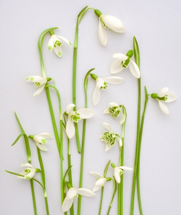 Snowdrops studio (Galanthus), cut flower variety mixture in winter spring bulb bloom, ready for pressing pressed flower arrangement Artist:	Graham Rice / GardenPhotos.com Address: 211 Log Tavern Drive, Milford, PA, 18337, USA Contact: info@gardenphotos.com, 570-686-1200, http://gardenphotos.com