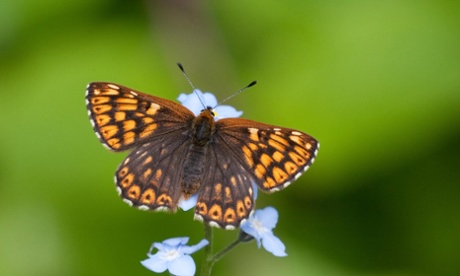 The Duke of Burgundy is Britain's second most endangered butterfly