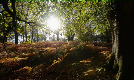 Former Tory environment secretary, Caroline Spelman, was forced into a u-turn over plans to sell-off England’s public forest estate in 2011.