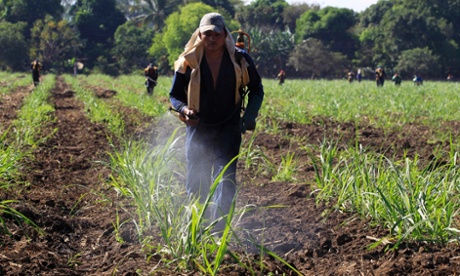 A worker fumigates a sugar cane plantation.