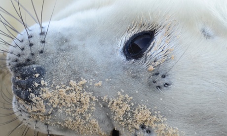 A closeup of a grey seal pup with sand on its head