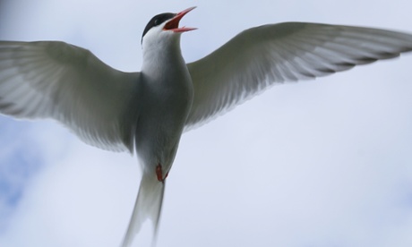 Arctic tern 8664.jpg