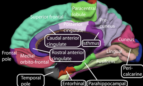 Medial surface of cerebral cortex - gyri.png