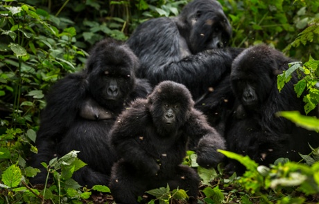 Mountain gorillas