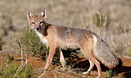 The swift fox (Vulpes velox) is prone to a spot of infidelity.