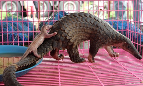 A newly born confiscated smuggled pangolin accompanied by its mother shortly after giving birth, in Bangkok, Thailand.