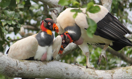 king vultures
