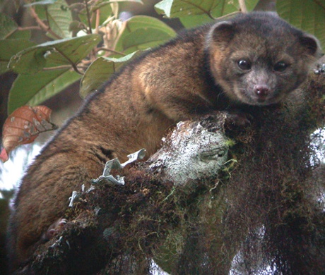 “Olinguito ZooKeys 324, solo” by Mark Gurney, Helgen K, Pinto C, Kays R, Helgen L, Tsuchiya M, Quinn A, Wilson D, Maldonado J (2013). “Taxonomic revision of the olingos (<em>Bassaricyon</em>), with description of a new species, the Olinguito”. ZooKeys 324: 1--83. doi:10.3897/zookeys.324.5827