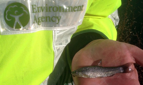 A conservationist with a topmouth gudgeon.