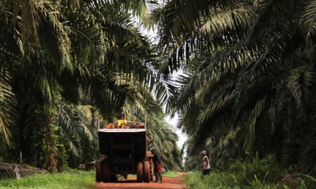 Labourers loading palm fruits onto truck on a palm plantation, Sumatra, Indonesia.