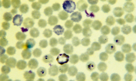 malaria parasite