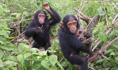 chimps