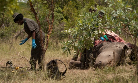 In Kruger rhinos are gunned down like this almost every day. This the Crime Scene Investigations Unit (names withheld to protect them) doing a post-mortem on a poached rhino to get the bullet that killed it so it can be linked the rifle that shot it, and then maybe the poacher himself.  Only with good investigations can poachers be brought to justice. In Balule they have not lost a rhino in 11 months, warden Craig Spencer believes that the Black Mambas are responsible for the drop in deaths.
