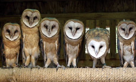 Young barn owls 