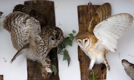 A stuffed tawny owl and barn owl