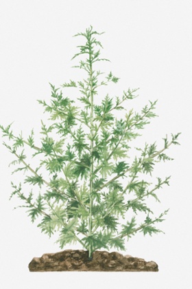 An illustration of sweet wormwood. 
