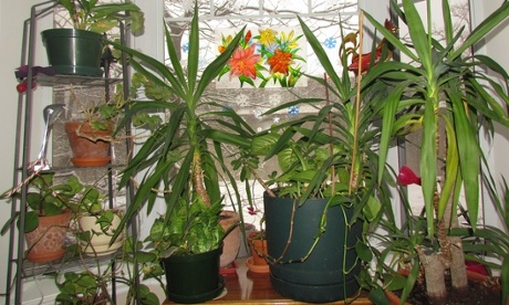 My plants in the living room