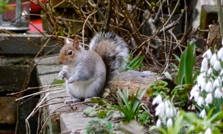 The squirrel flicks her tail like semaphore.