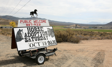 Horse adoption day