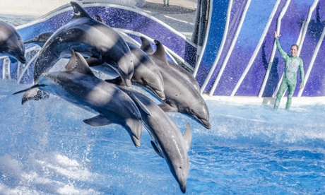 SeaWorld dolphin