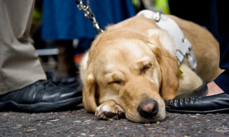 guide-dog-sleeping