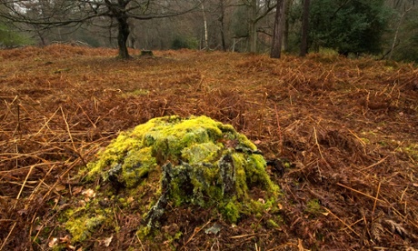 Mosses and lichens on old stump in New Forest in winter with dead bracken