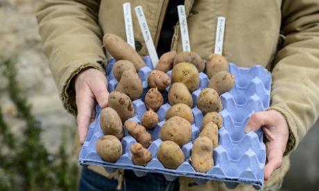 Box of delights: chitted potatoes labelled and ready to be planted out.