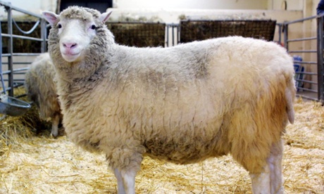 Dolly the Sheep