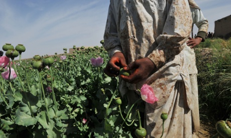 Afgan opium poppy farmers score opium poppies in a field at Habibullah village in Khanashin District, Helmand province.