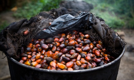 Palm beans such as these are hard to replace when alternatives such as soybeans yield less oil and require more fertilisers, pesticides and energy.