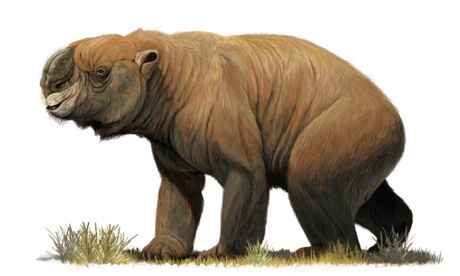 An illustration of the largest known marsupial, Diprotodon optatum, from the pleistocene era.