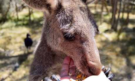 A wallaby eating out of someone's hand in Melbourne