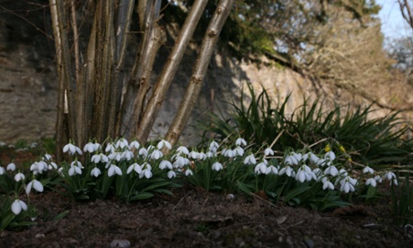 Galanthus ‘Augustus’ growing under filberts in Andy Byfield's garden