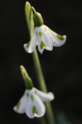 Galanthus ‘Trimmer’
