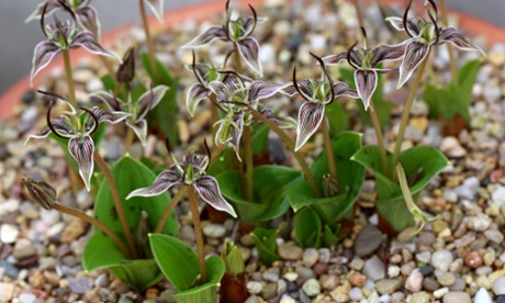 Bigelow's fetid adder's tongue (Scoliopus bigelovii).