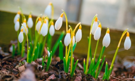 Galanthus 'Bill Clarke'