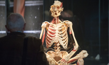 A visitor views a plastinated skeleton at the Body Worlds exhibition in Berlin.