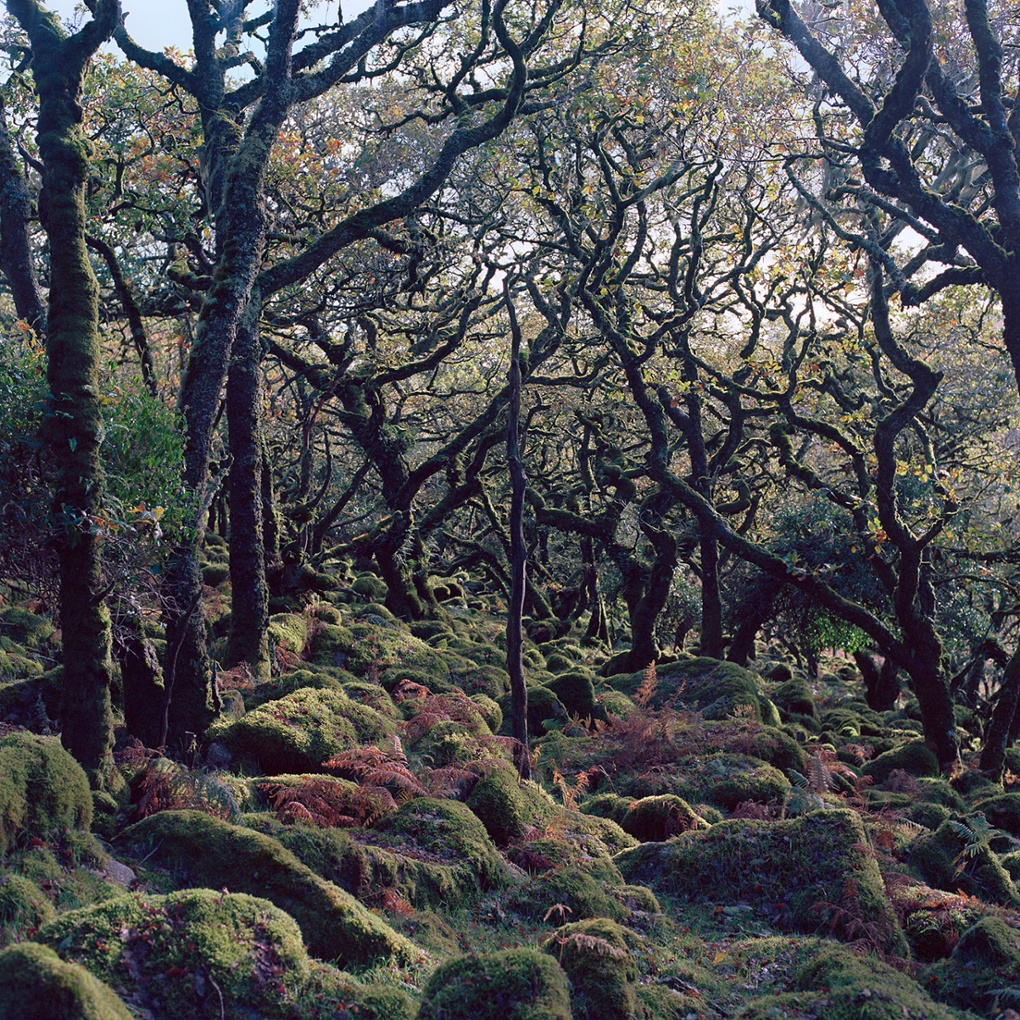 Clitter Clatter picture