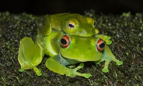 One of the endangered  frog species in Madagascar: Boophis luteus