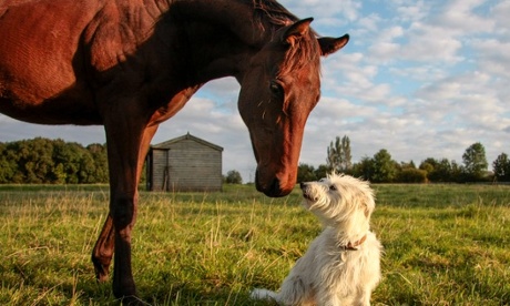 Animals making contact