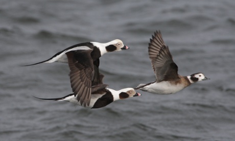 Male long-tailed ducks (foreground), with a female in the background.