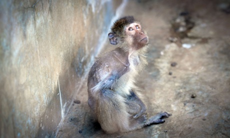 This undated picture released on March 6, 2012 by the British Union for the Abolition of Vivisection (BUAV) shows a long-tailed macaque sitting in his enclosure at an unspecified monkey farm in Laos.  Tens of thousands of monkeys, including animals illegally captured from the wild, are being held in 