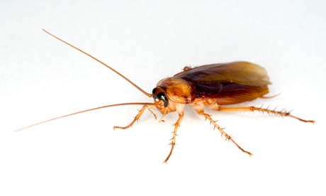 The Amercian cockroach, Periplaneta americana: some are shy, while others are bold, researchers found.