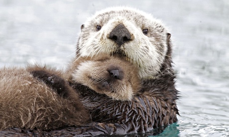 A sea otter mother and her young pup, Alaska – Earth's Frozen Kingdom