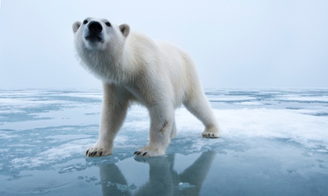 Polar Bear