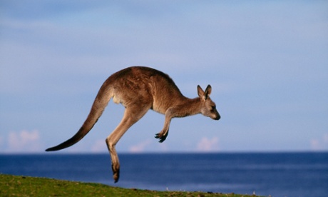 Kangaroo