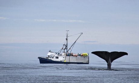 Cod hunter … a sperm whale moves in on the fishermen’s catch. Photograph: Hector Skevington/BBC
