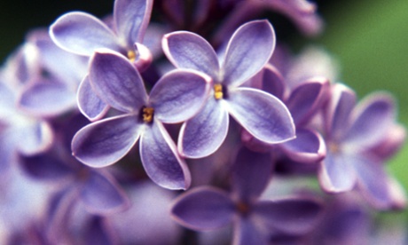 Lilacs
