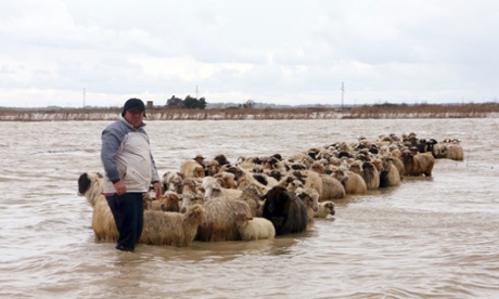 A man stands with his flock of sheep in floodwaters in the village of Darzez near the city of Fier on 2 February 2015. Soldiers were deployed in Albania on Monday to help rescue villagers and strengthen flood barriers .