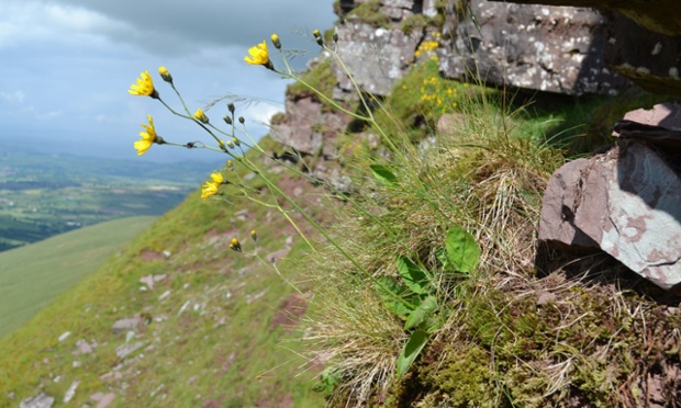 Embargoed to 0001 Friday February 6 Undated handout photo issued by the National Trust of a new wildflower on the Brecon Beacons called the Attenborough's hawkweed (Hieracium attenboroughianum) as it has become the first living species in the UK to be named after naturalist and TV presenter Sir David Attenborough, February 6, 2015. The hawkweed was found a decade ago in the Brecon Beacons in south Wales but it took 10 years of study and comparison with related species to make sure it was new.